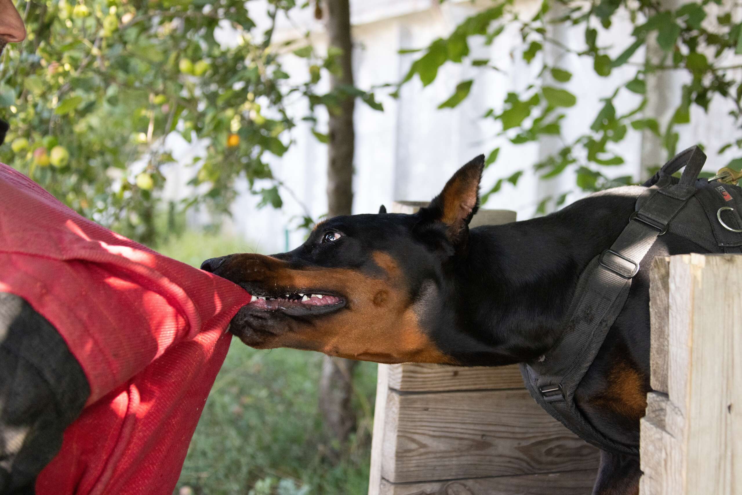 An aggressive dog biting a sleeve, illustrating potential liability for a Dallas business or landlord.