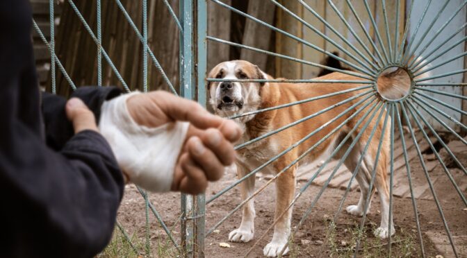 what to do if someone sues you for a dog bite