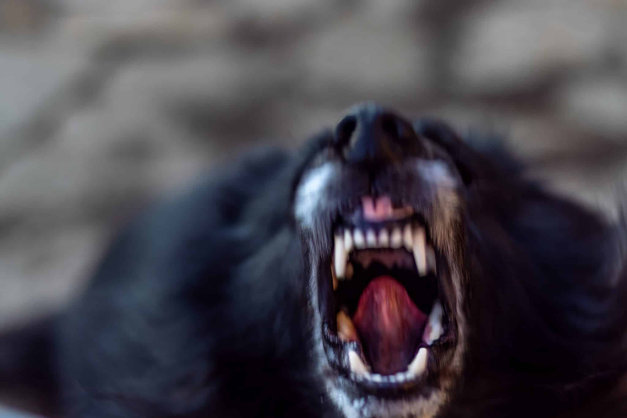 An aggressive dog showing teeth, illustrating the need for a Dallas dog bite lawyer.