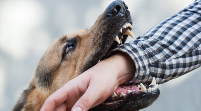 Dog Bite Lawyers in Dallas